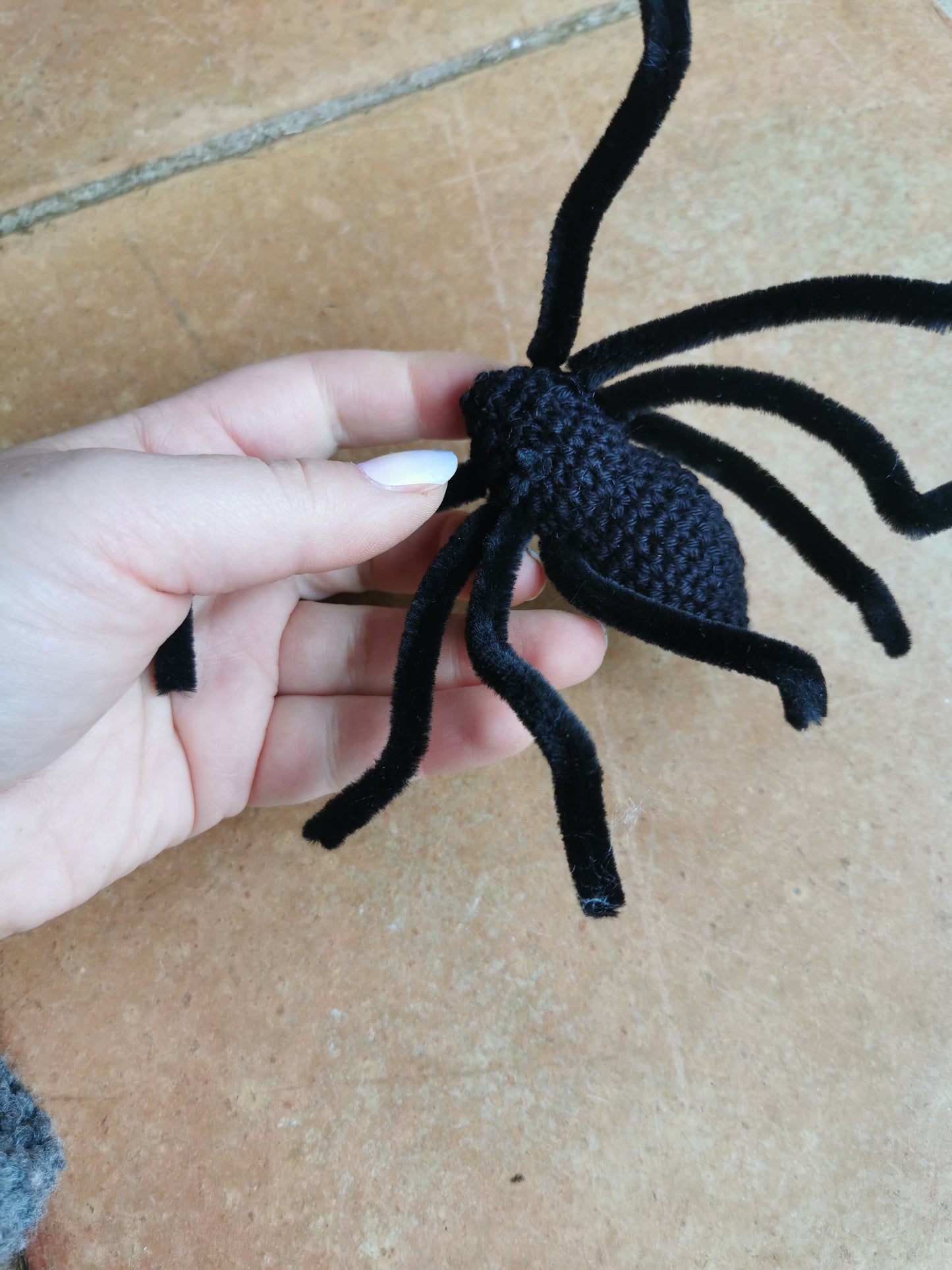 Araignée mygale